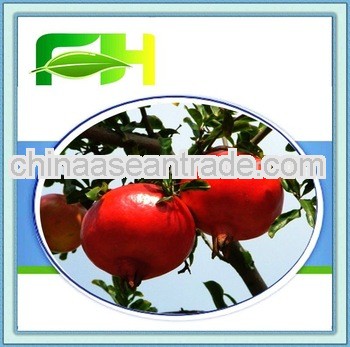 2013 Fresh Concentrate Pomegranate Juice/ Brix 65-70