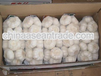 2013 Good quality normal white garlic in 