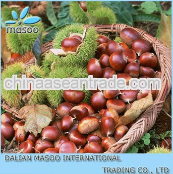 2013 New Crop China Chestnut Grade A!
