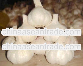 2013 crop fresh garlic in mesh bag