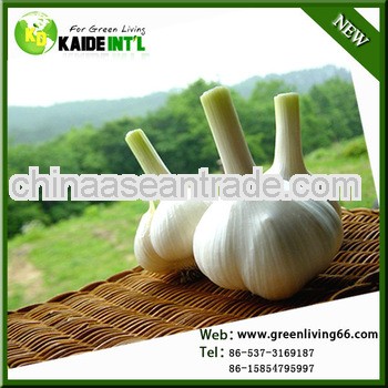 2013 garlic -top supplier