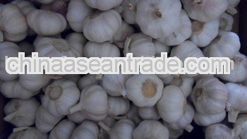 2013 new crop 4.5cm pure white garlic