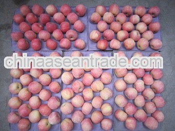 2013 new crop Fuji red apple china fuji apples