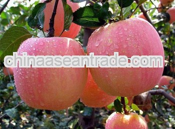 2013 new crop china fuji apples/fresh fuji apple