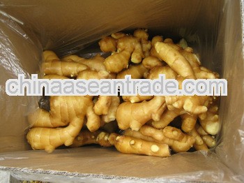 2013 new crop fresh ginger for exporting