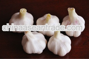 2013 new fresh normal white jinxiang Garlic/fresh garlic for sale