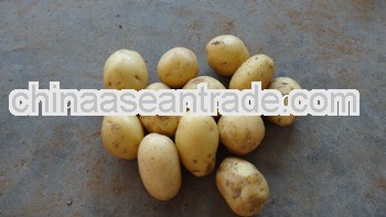 2103 LW-Sell 2013 Fresh holland potato