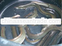 live eels
