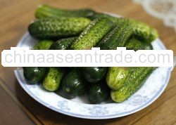 Pickled gherkin from
