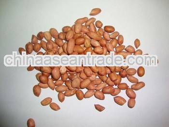 50% oil content indian peanut