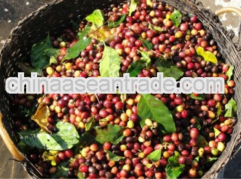 B grade Arabica green coffee bean origin from Yunnan,China,1450m