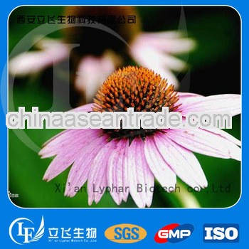 Best quality echinacea extract powder