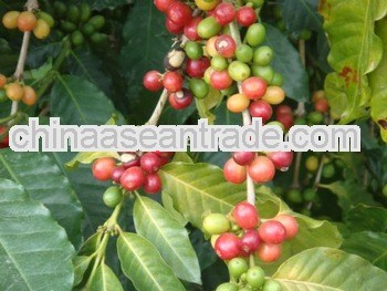 Arabica coffee bean