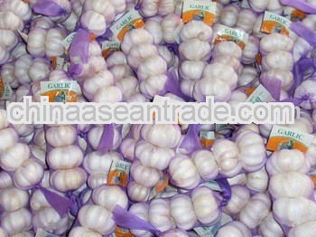 Chinese Fresh Garlic,Small Packing,,2010 new crop