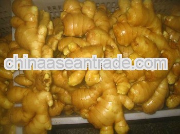 Chinese air dried ginger ,fresh ginger