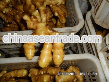Chinese fresh ginger with competitive price