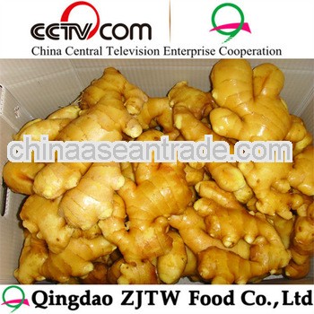 Chinese mature ginger in mesh bag