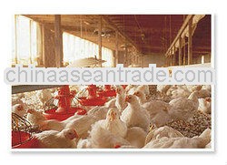 Corn gluten feed Protein 18% for animal feed