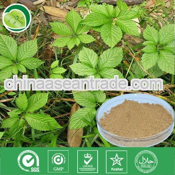 Facatory Supply Gypenosides Extract in Bulk