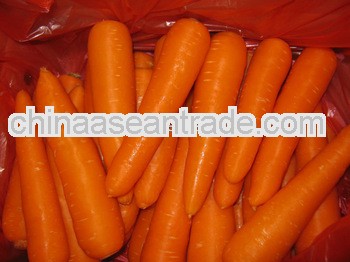 Fresh Carrot exporter