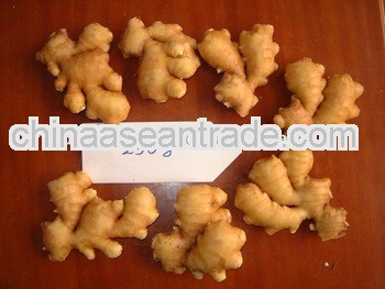 Fresh Chinese Ginger 2013 Ginger New Crop Price