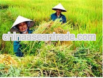 High Quality 20 % Broken White Rice Origin