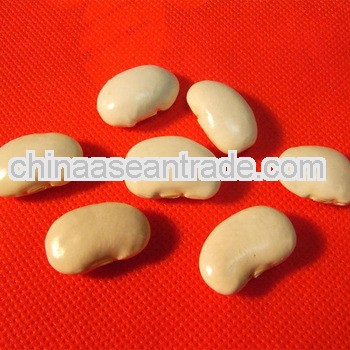 High Quality White kidney Bean Extract