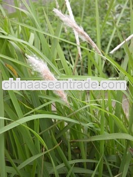 High quality Lalang Grass Rhizome Extract Powder