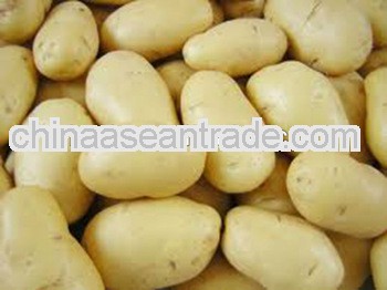 Hot selling 2013fresh potato