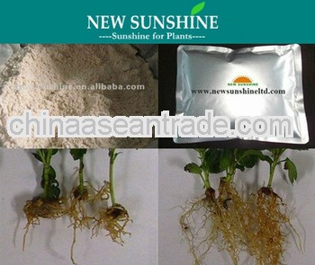 IAA indole acetic acid plant growth hormone
