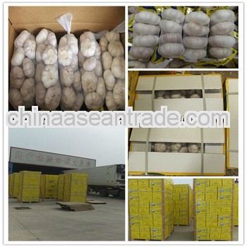 Jinxiang export supplier factory garlic seed