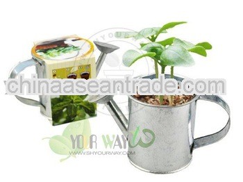 Mini watering pot.Mini herb.Basil