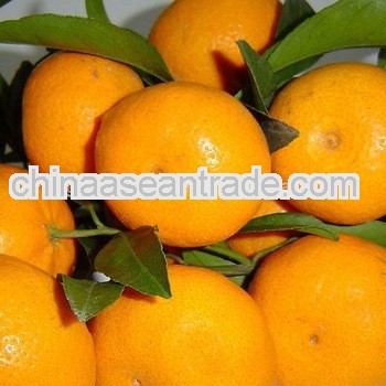 Nanfeng honey mandarin