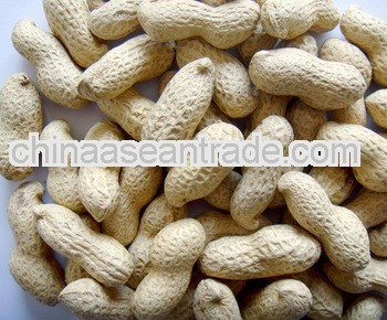New Crop 2012 Chinese Raw Peanut In Shell 9/11