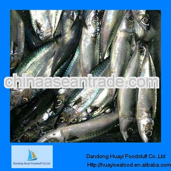 New caught seafood fish live