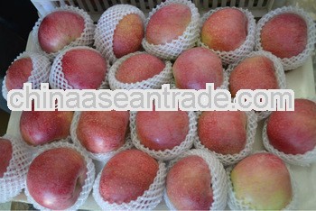 Red Delicious qinguan Apple Fruit