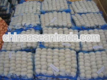 See larger image 2013 new crop chinese fresh garlic on hot sale