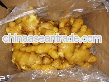 Supply china new ginger with have a good quality