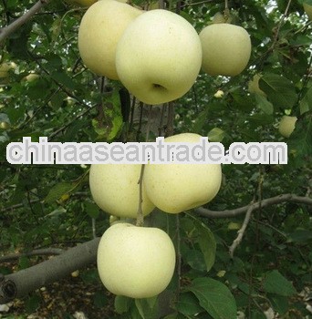 Sweet and juicy White Apple Fruit