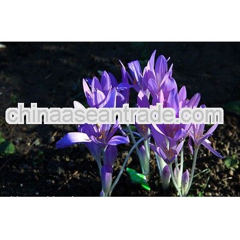 Top Quality Colchicum Autumnale Extract