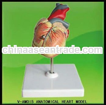 V-AM015 Anatomical Heart Model