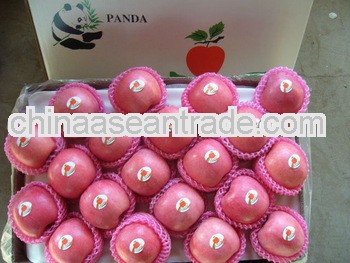 Yantai Fresh Red Fuji Apple 2013 crop