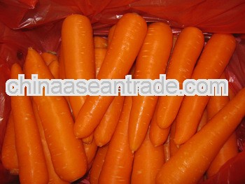 bright red orange carrot