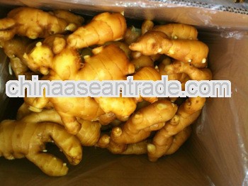 chinese matured fresh ginger