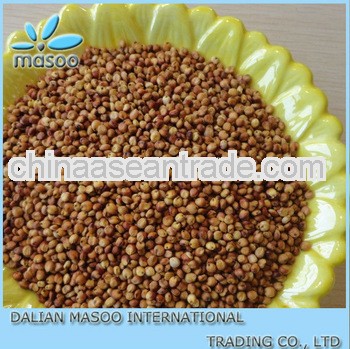 chinese organic sorghum for sale-1