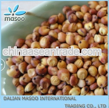 chinese organic sorghum for sale-7