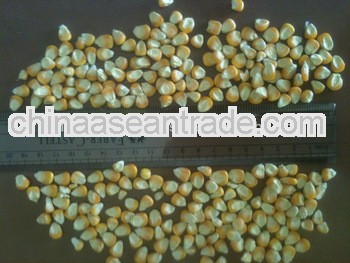 corn-animal feed-2012crop