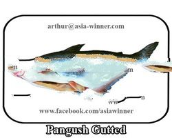 Yellow Cat Fish Gutted Gilled (Pangasius pangasius)