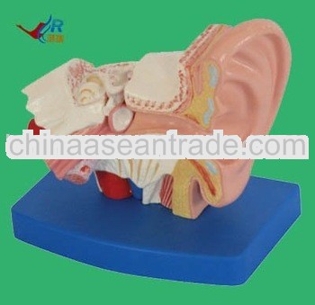 ear anatomical model,ear model, 3d anatomical models