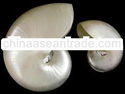 chamber nautilus shell